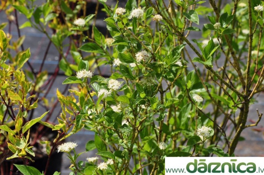 No image for this plant