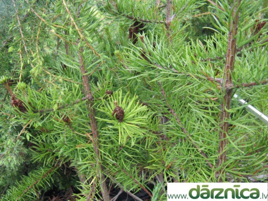 No image for this plant