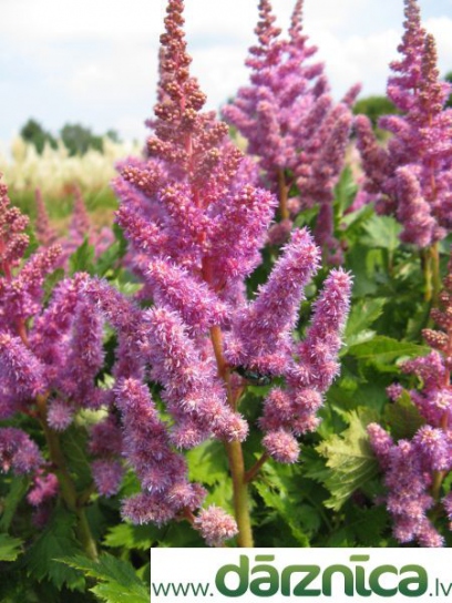 No image for this plant