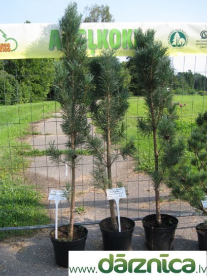 No image for this plant