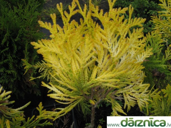 No image for this plant