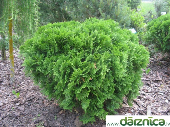 No photos for this plant